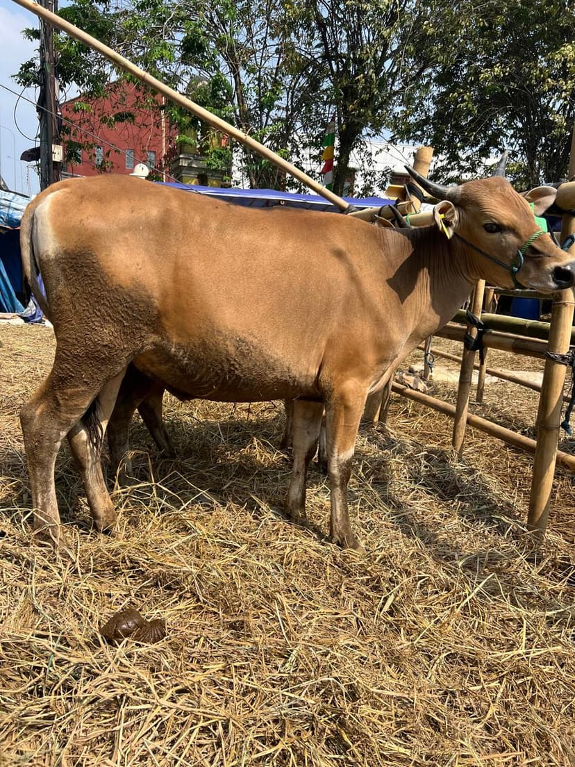 SAPI 200 - 250 kg