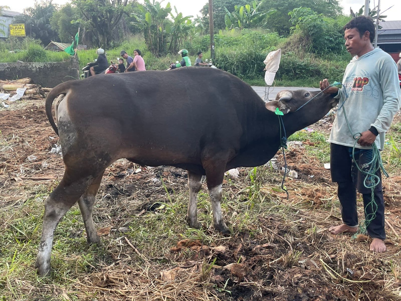 Sapi — MF-038-SAPI-BALI