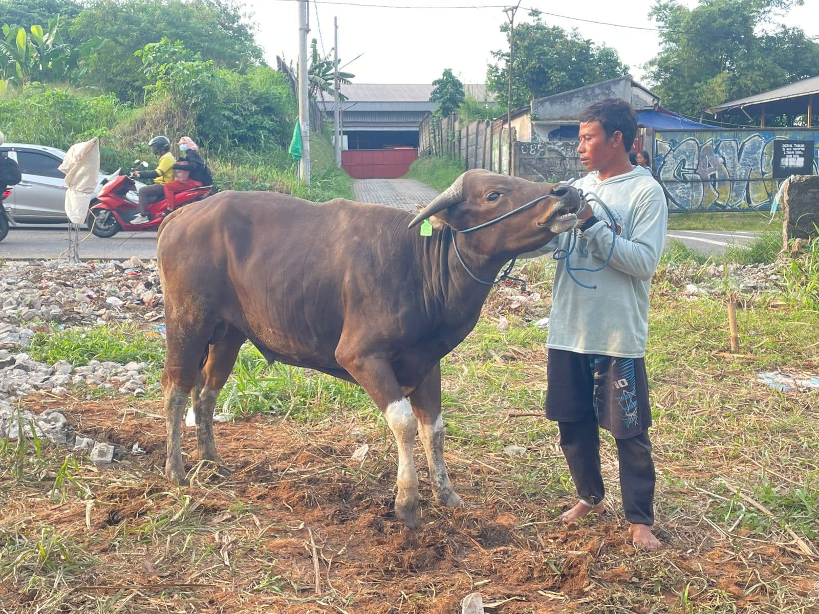 Sapi — MF-039-SAPI-BALI