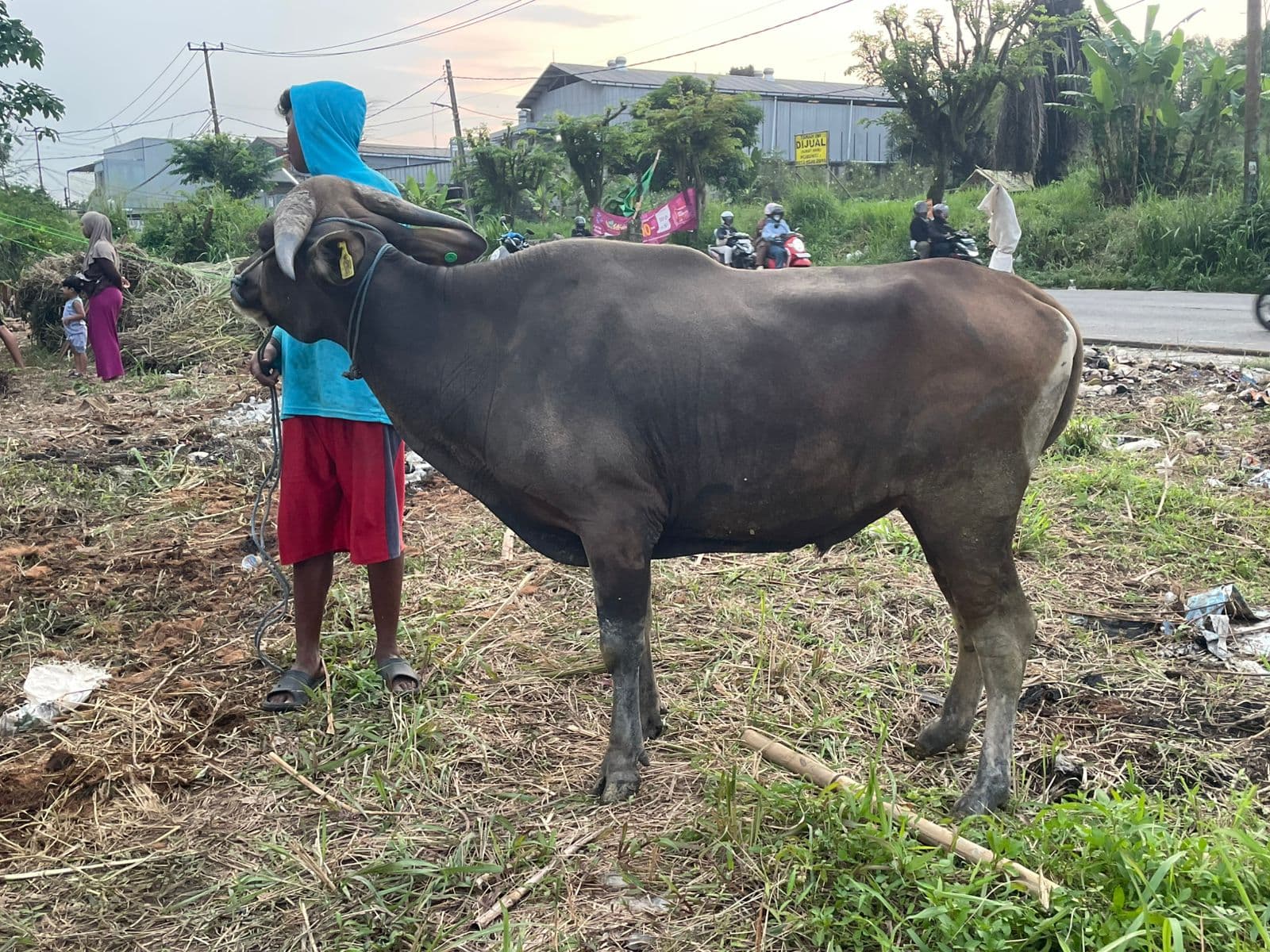 Sapi — MF-042-SAPI-BALI