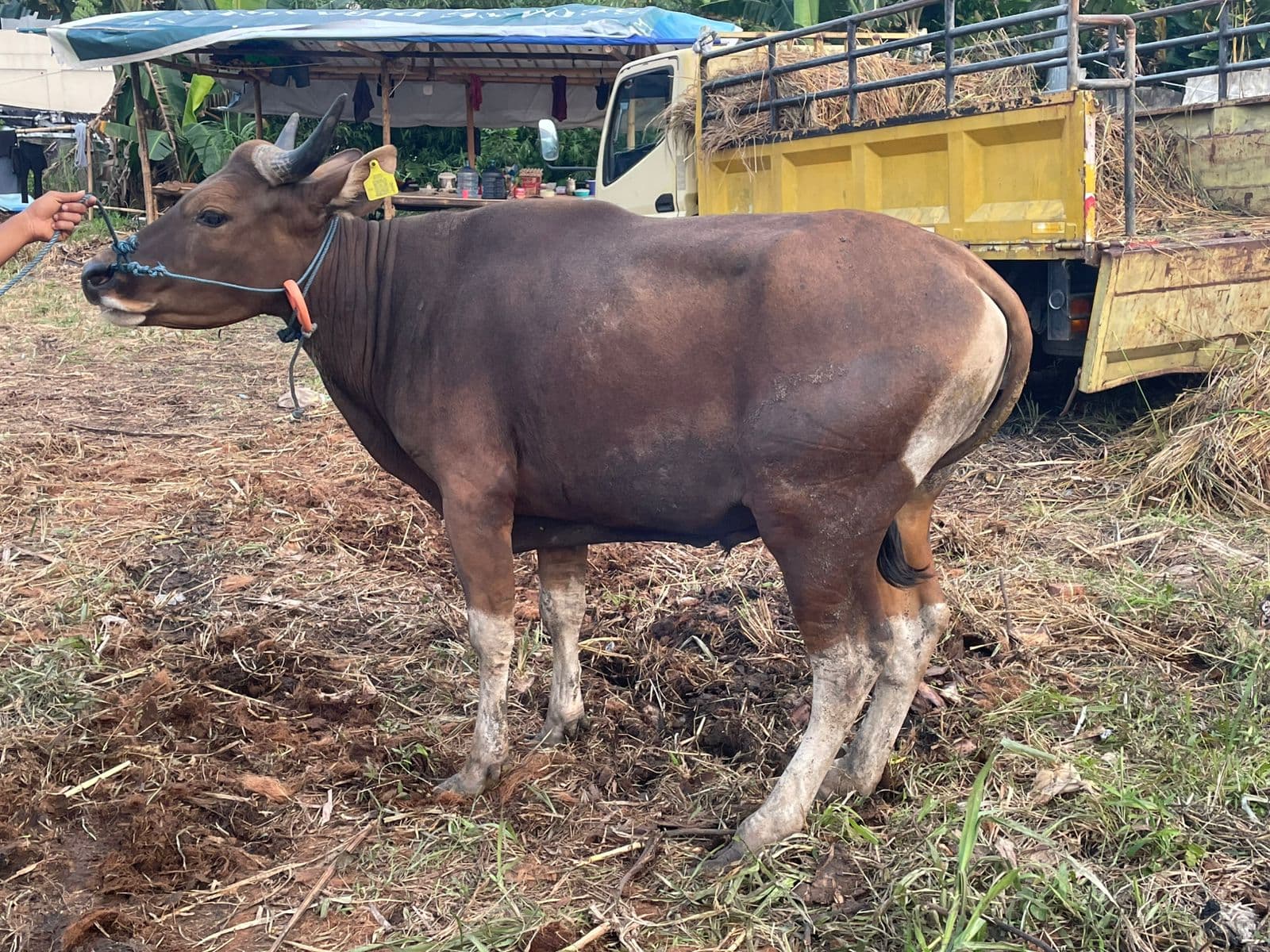 Sapi — MF-043-SAPI-BALI