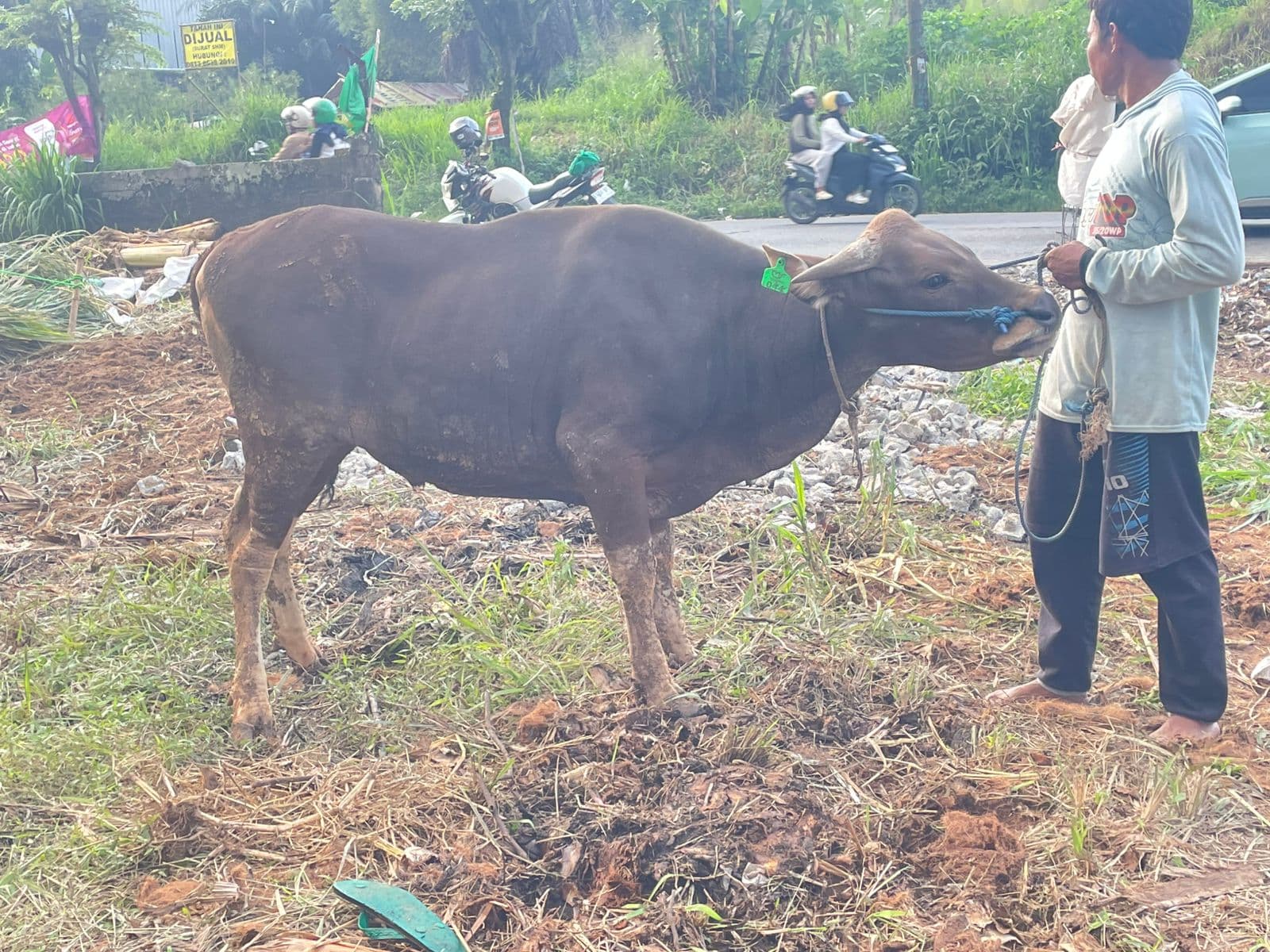 Sapi — MF-044-SAPI-BALI