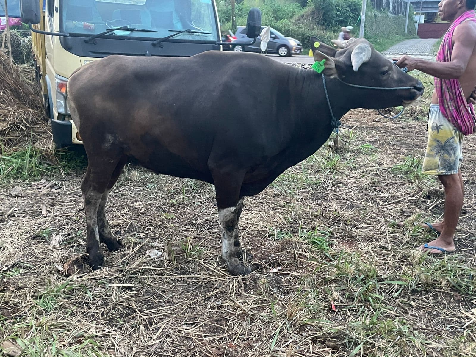 Sapi — MF-045-SAPI-BALI