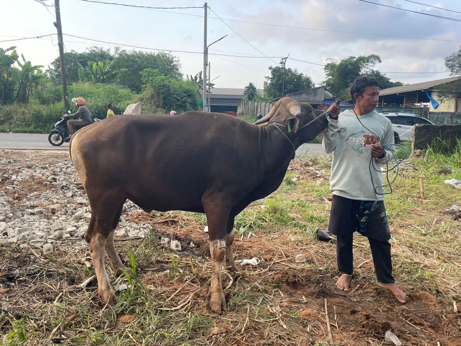 Sapi — MF-046-SAPI-BALI