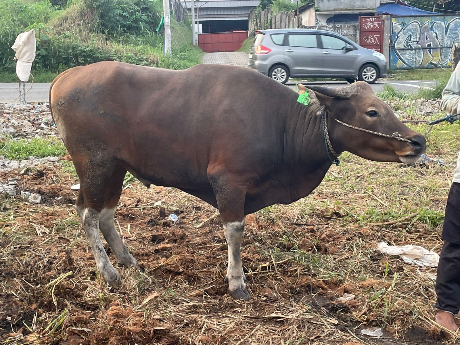 Sapi — MF-048-SAPI-BALI