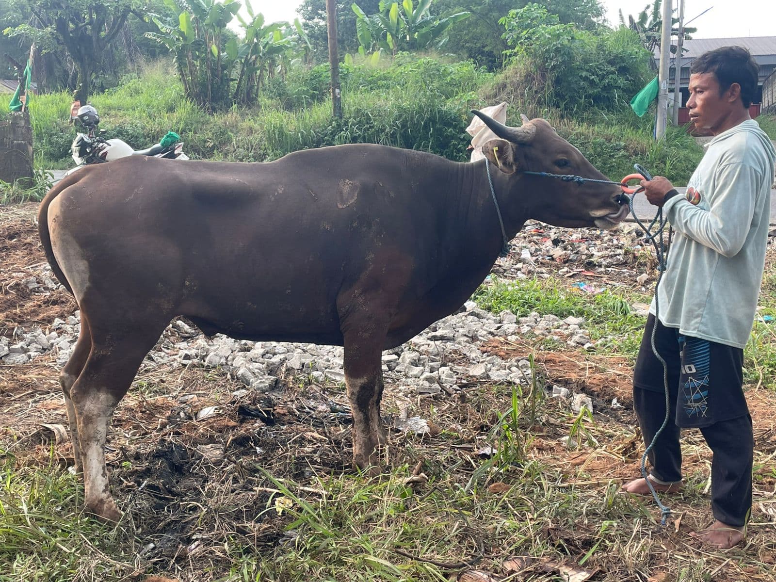 Sapi — MF-049-SAPI-BALI